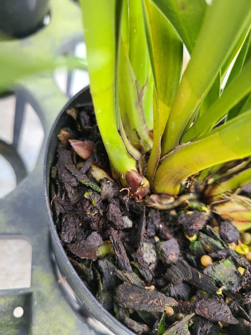 4寸。ミスマフェット。花芽合計11個。5鉢セット。蜜蜂誘引蘭。日本蜜蜂