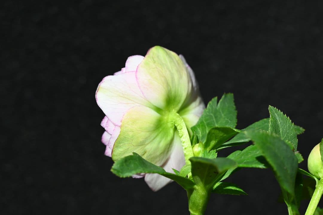 クリスマスローズ　認定Little　Collection　多弁系ビンク　加藤農園