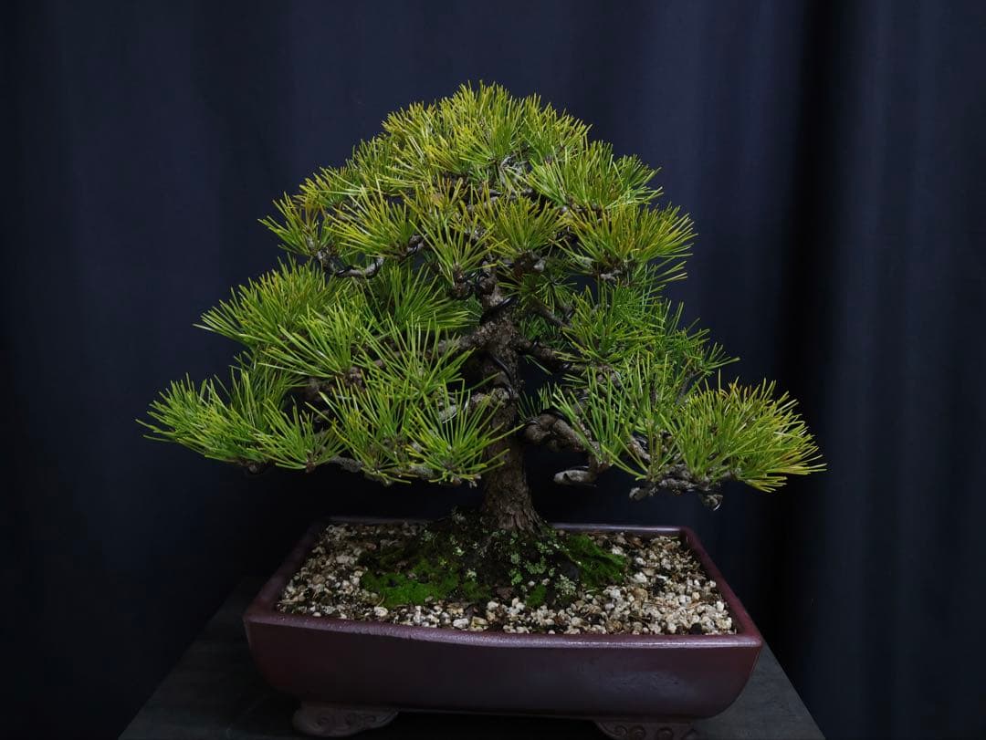 黒松 模様木 盆栽 古木　樹高40cm 中品　大品