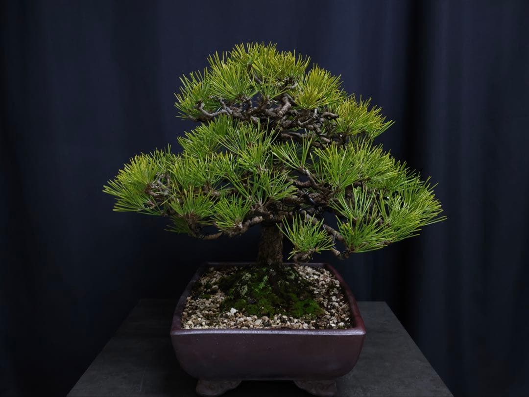 黒松 模様木 盆栽 古木　樹高40cm 中品　大品