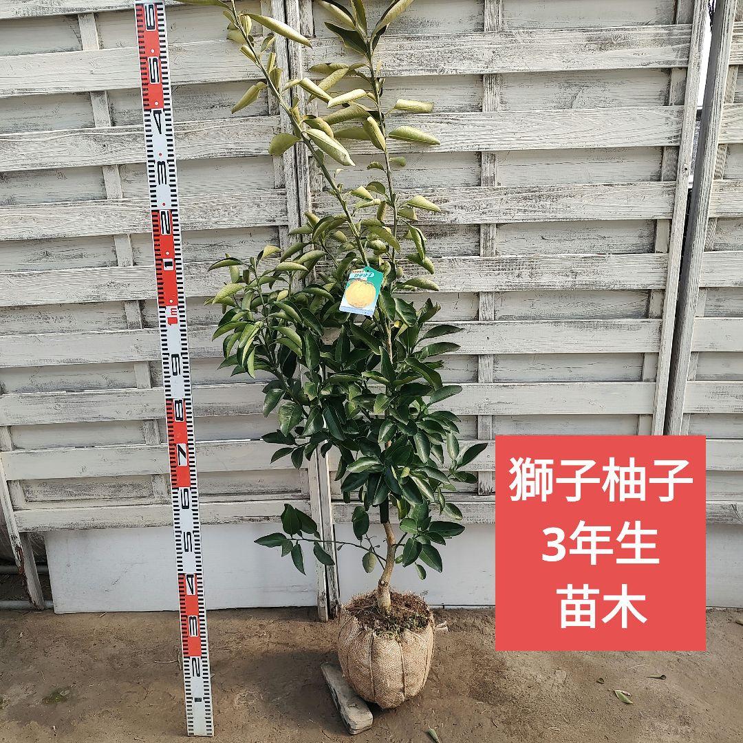 まゆゆゆさま専用 獅子柚子 3年生 大苗