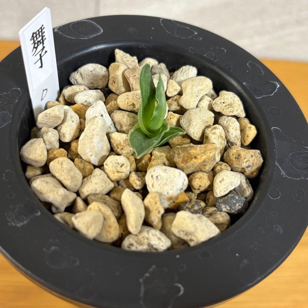 万年青　舞子　芋吹き　羅紗系　金文字