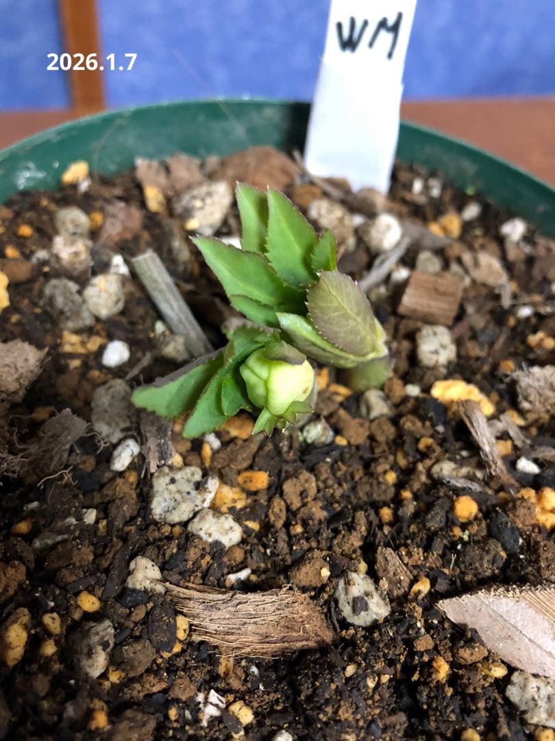 クリスマスローズ　リグリクス　原種　シングル