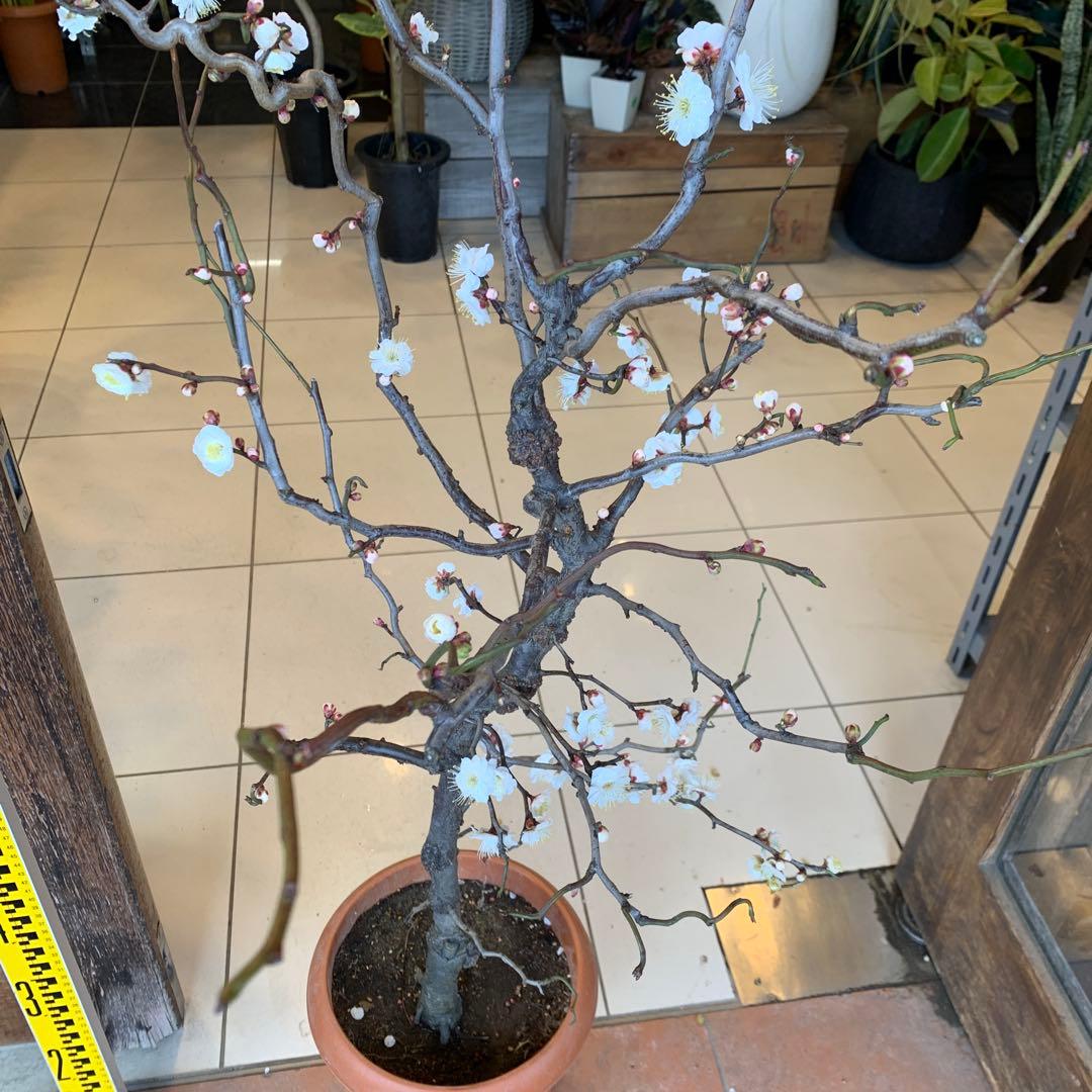 雲竜梅　ウンリュウバイ 8号 2