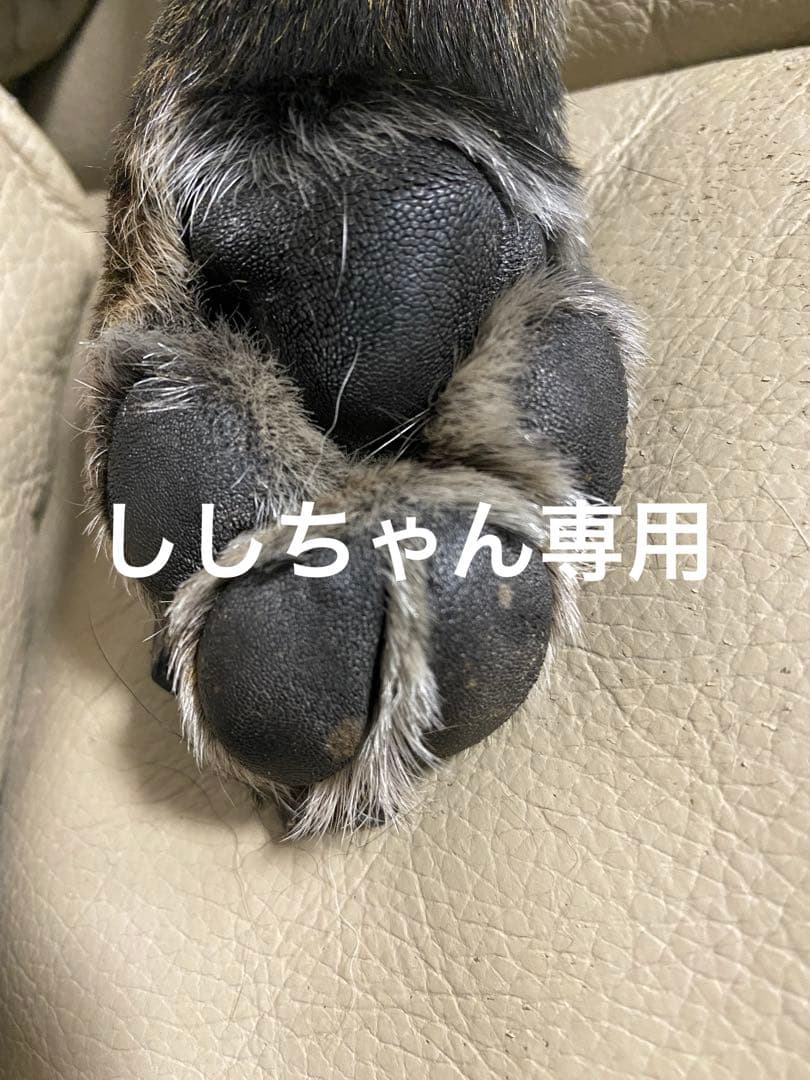 ししちゃん専用