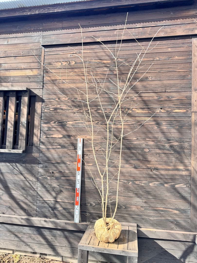 アオダモ/自生山採り【現品発送】管理70956