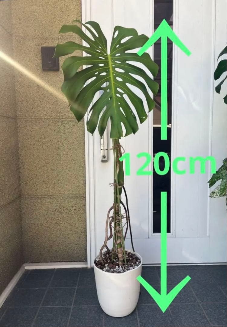 モンステラ デリシオーサ 120cm 幹立ち　1本立ち　根上