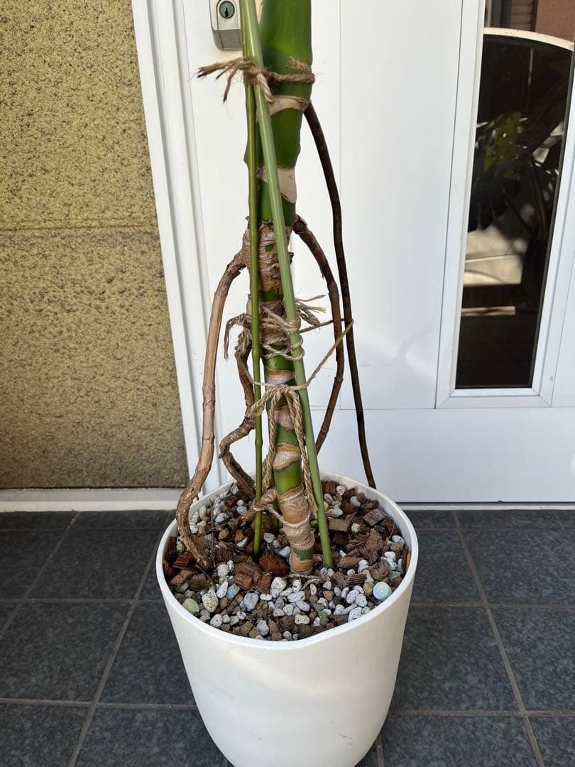 モンステラ デリシオーサ 120cm 幹立ち　1本立ち　根上