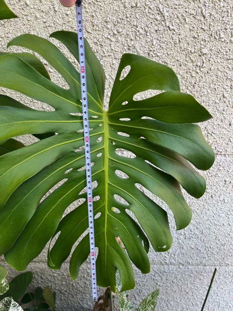 モンステラ デリシオーサ 120cm 幹立ち　1本立ち　根上