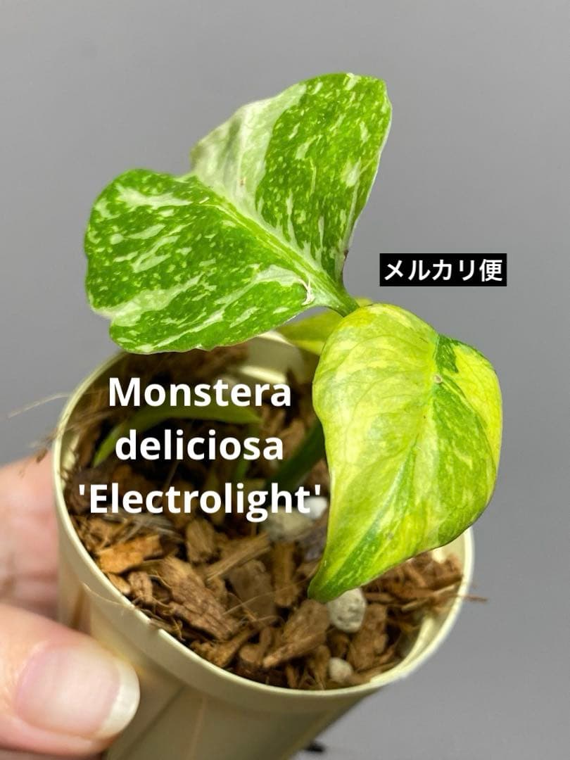ご*ん様 ④【超希少‼️】モンステラ　エレクトロライト　斑入り　レア　人気　メル