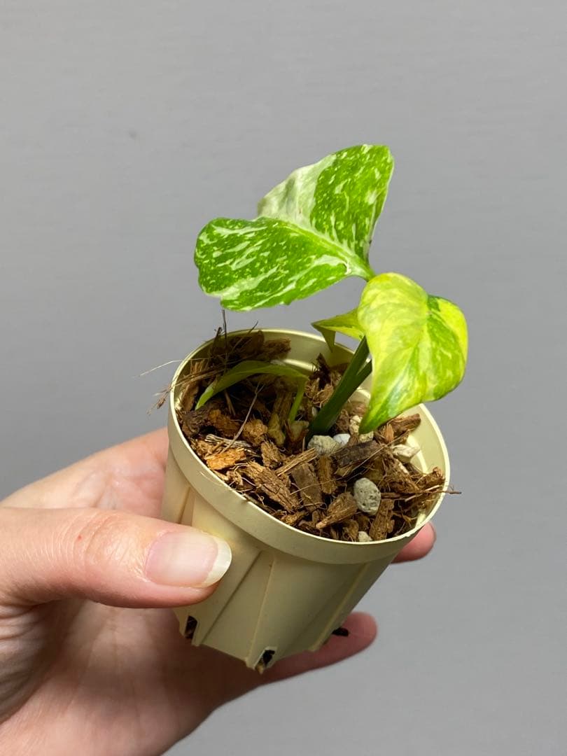 ご*ん様 ④【超希少‼️】モンステラ　エレクトロライト　斑入り　レア　人気　メル