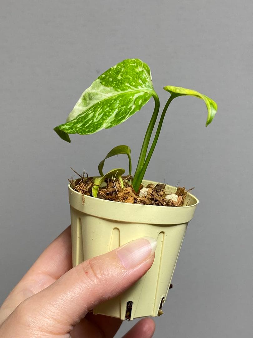 ご*ん様 ④【超希少‼️】モンステラ　エレクトロライト　斑入り　レア　人気　メル