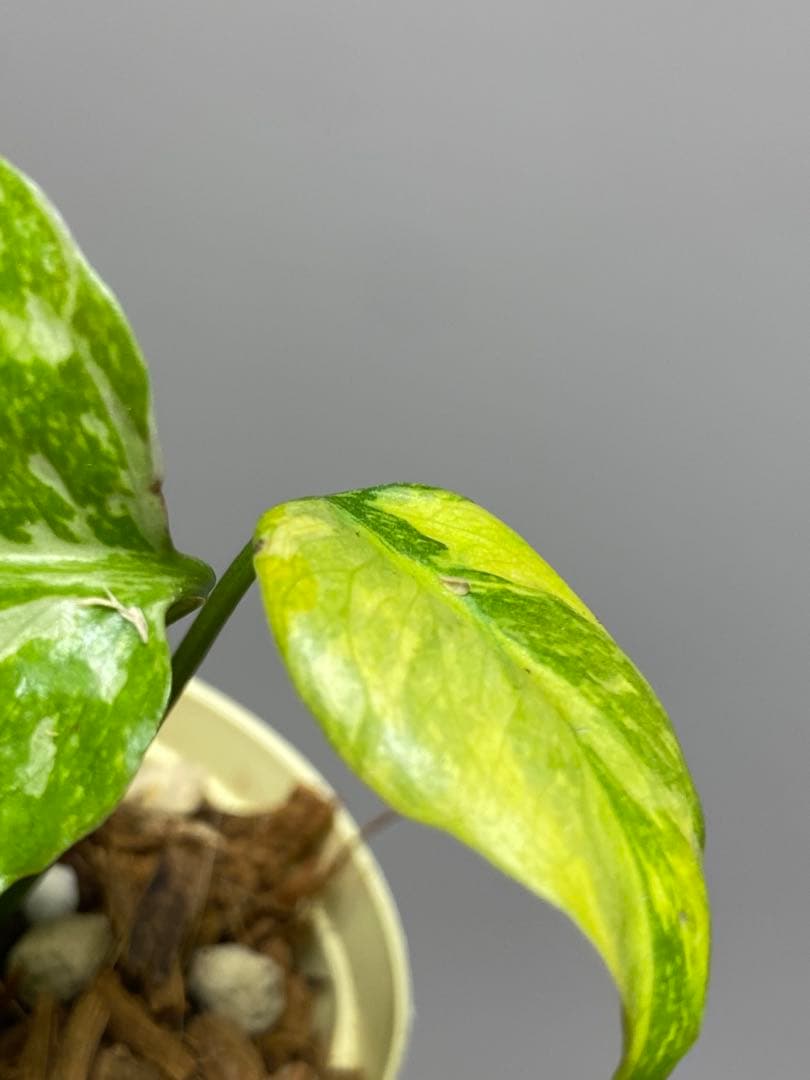 ご*ん様 ④【超希少‼️】モンステラ　エレクトロライト　斑入り　レア　人気　メル