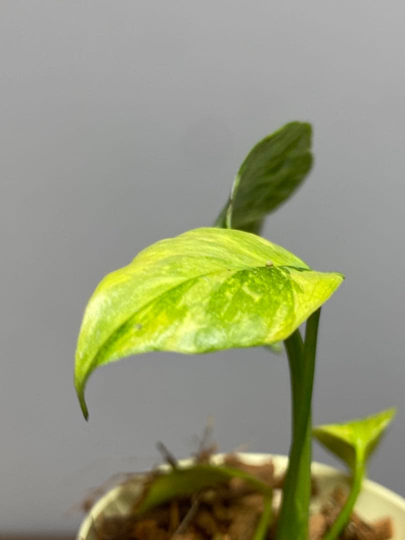 ご*ん様 ④【超希少‼️】モンステラ　エレクトロライト　斑入り　レア　人気　メル