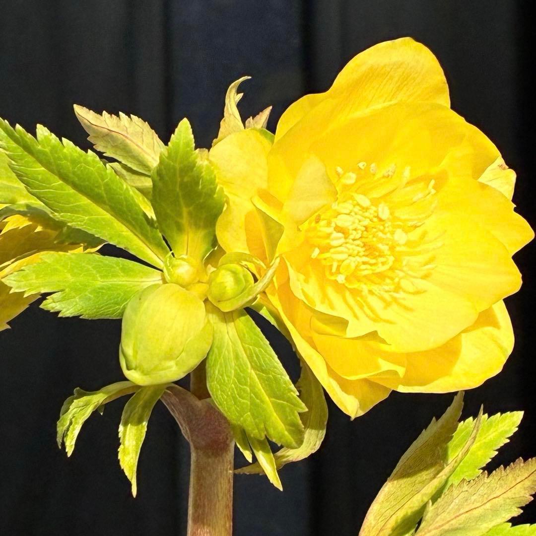 か*l様 3470☘️希少☘️花付☘️特濃グリーンゴールド系⭐️グリーンリップ⭐