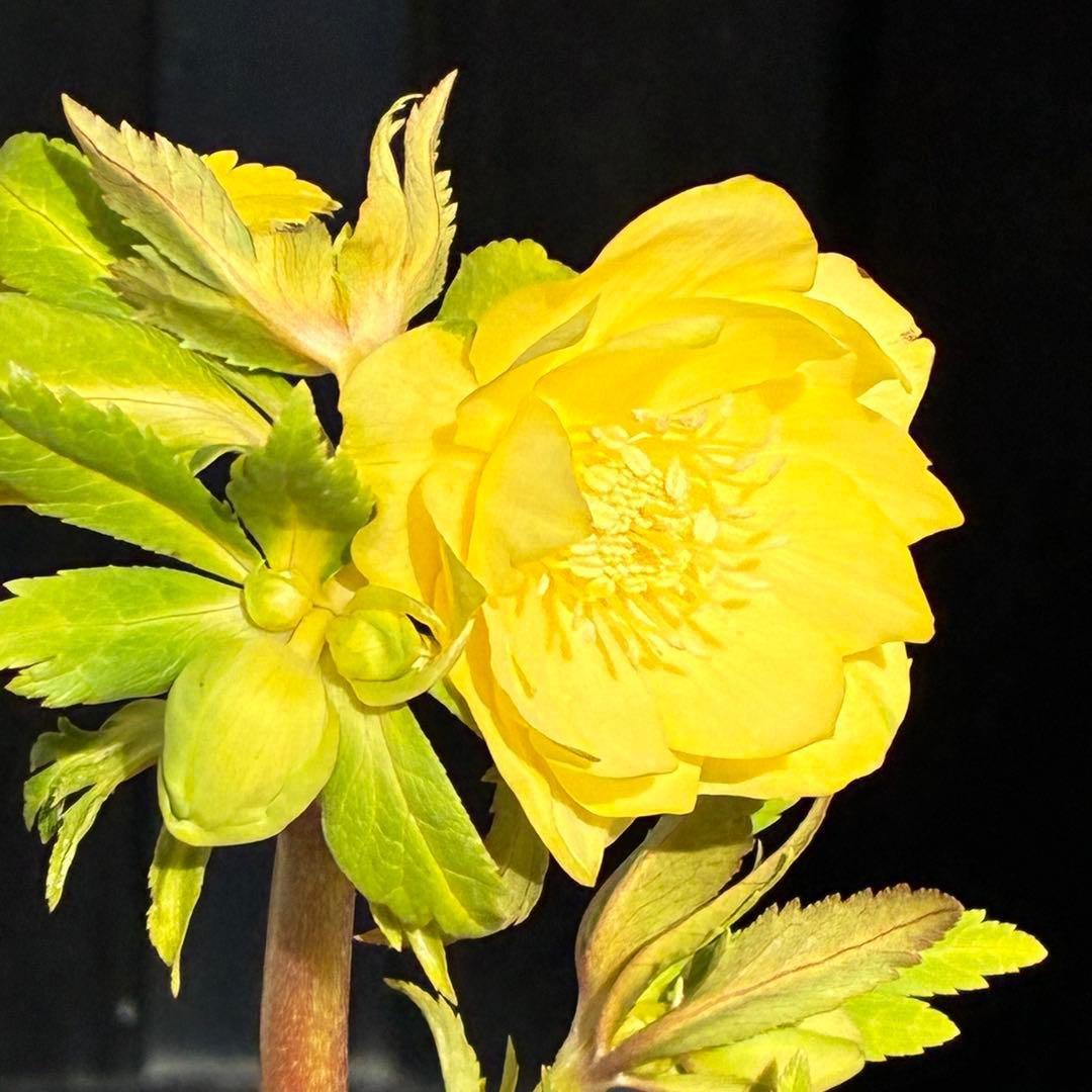 か*l様 3470☘️希少☘️花付☘️特濃グリーンゴールド系⭐️グリーンリップ⭐