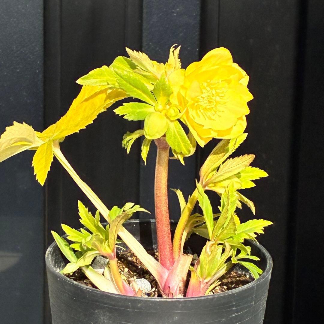 か*l様 3470☘️希少☘️花付☘️特濃グリーンゴールド系⭐️グリーンリップ⭐