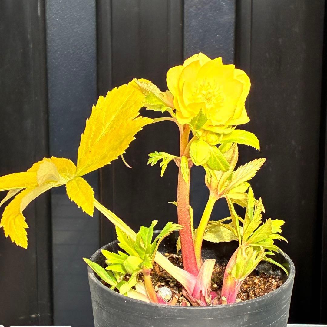 か*l様 3470☘️希少☘️花付☘️特濃グリーンゴールド系⭐️グリーンリップ⭐