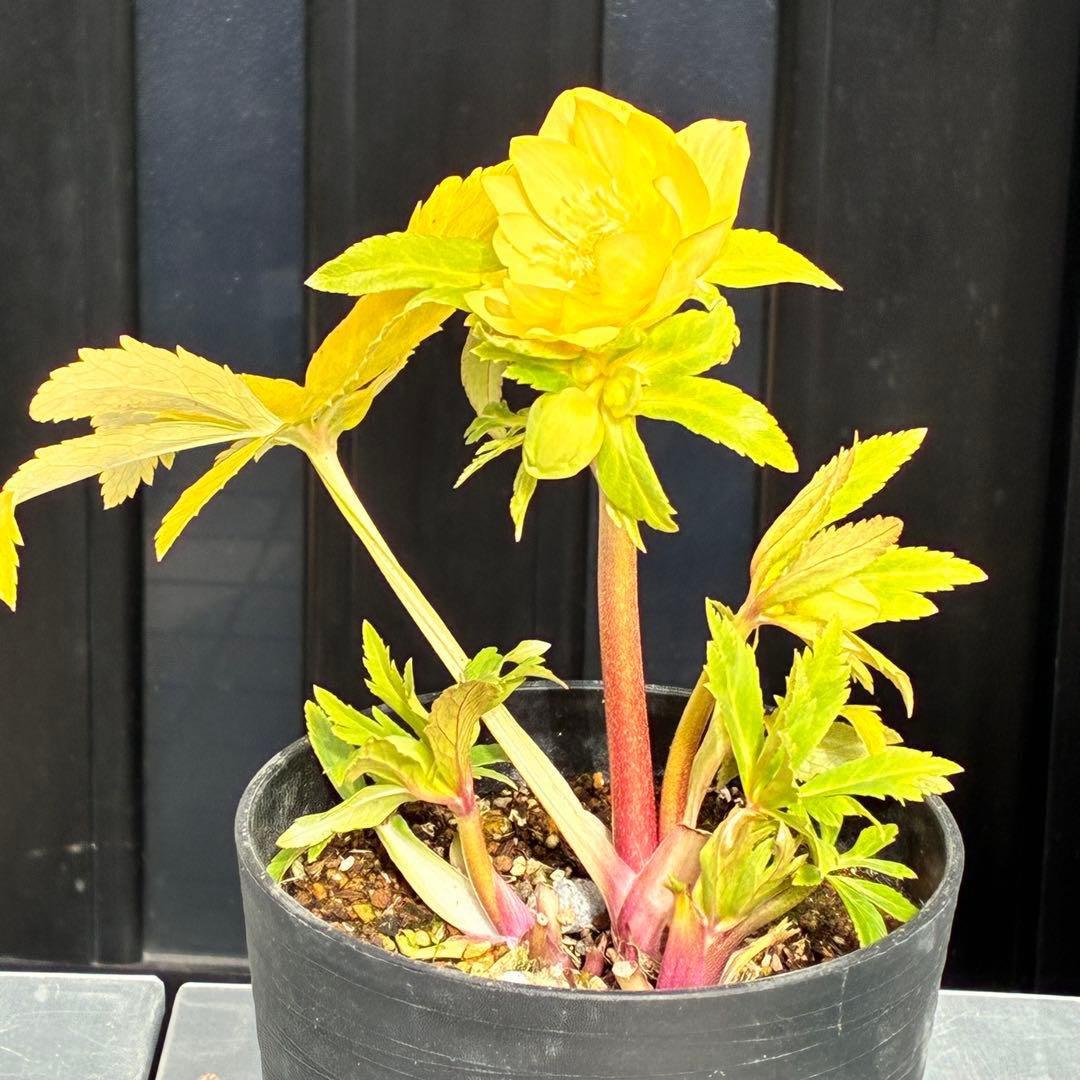 か*l様 3470☘️希少☘️花付☘️特濃グリーンゴールド系⭐️グリーンリップ⭐