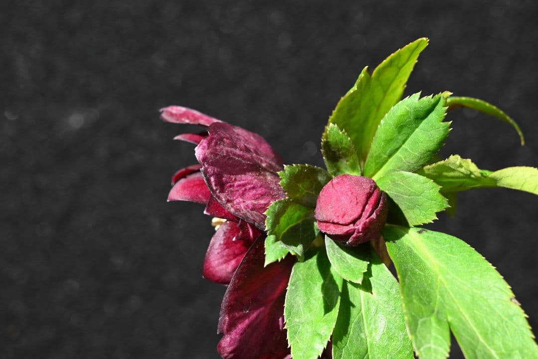 クリスマスローズ　認定グロッシーカラー　加藤農園