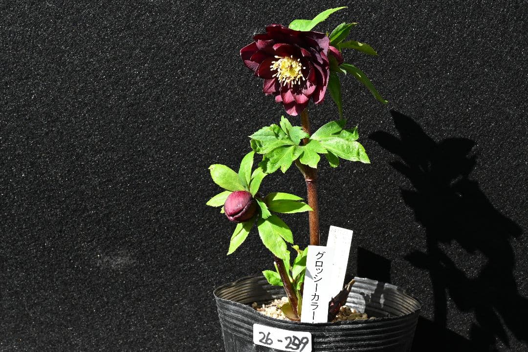 クリスマスローズ　認定グロッシーカラー　加藤農園