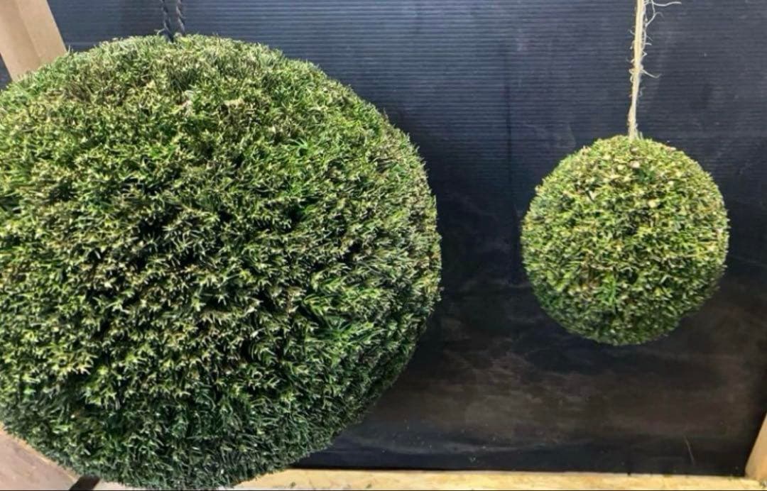 杉玉　約40センチ‼️お客様ご注文品♪