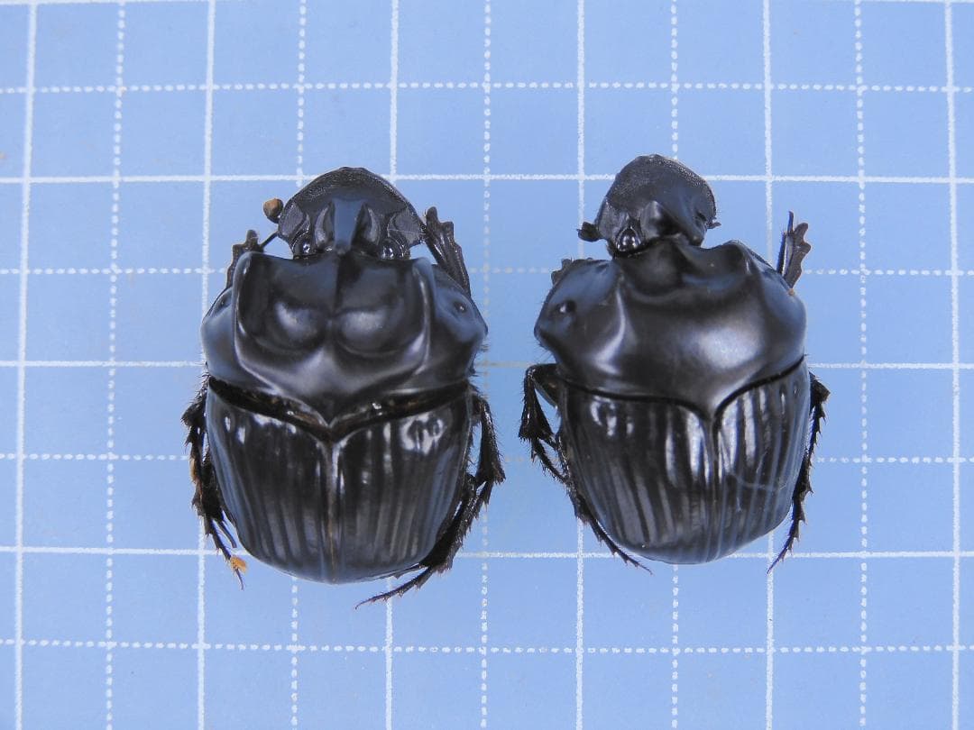 ナオ様 リクエスト 2点 まとめ商品