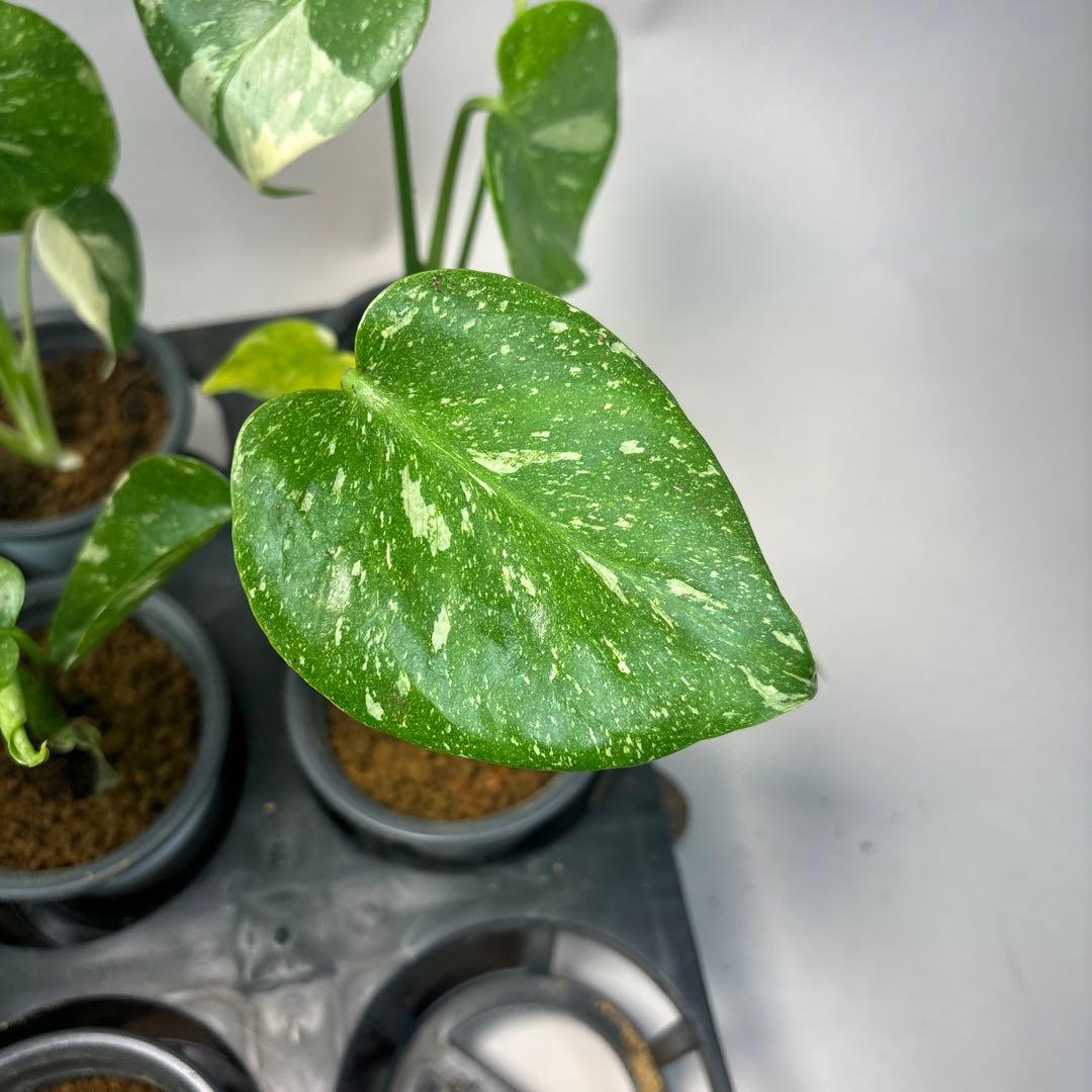 チ*-様 10株セットms34【特別選抜】モンステラ・タイコンステレーション 斑