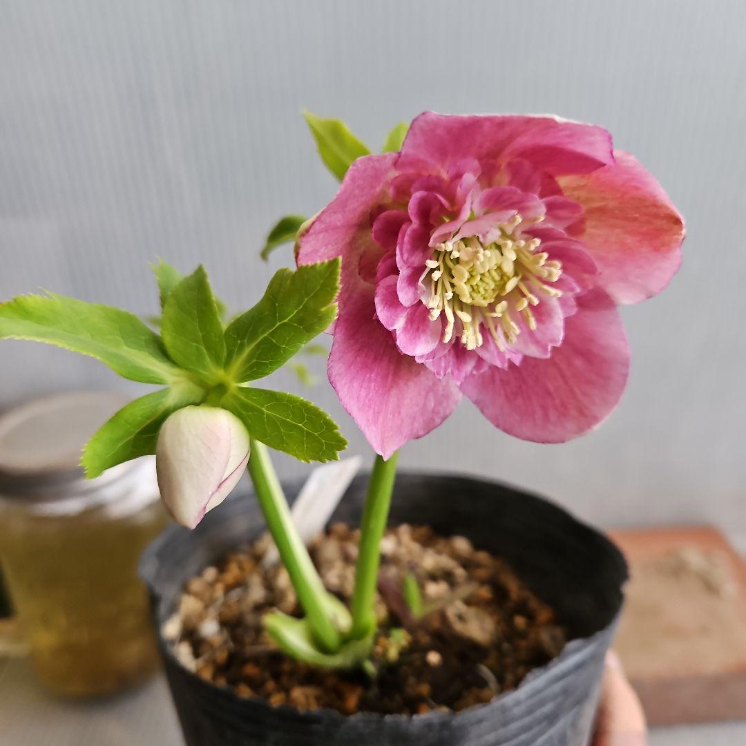 ★happy rose様ご購入苗㉖-436㉖-437クリスマスローズ