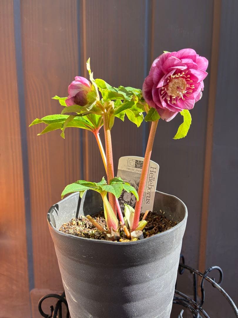 ♡広瀬園芸♡美少女ピンク白抜け　ソレイユ系