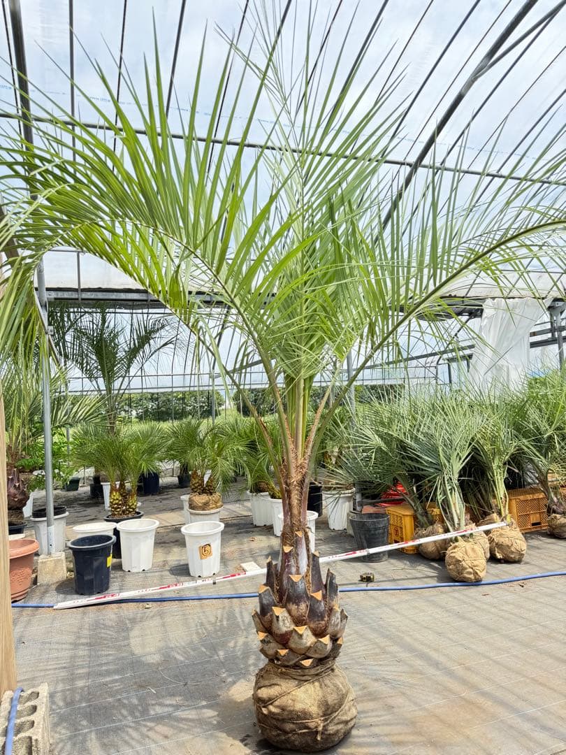 ココスヤシシルバーリーフ【極太】葉先250cm幹回り100cm 幹高50cm