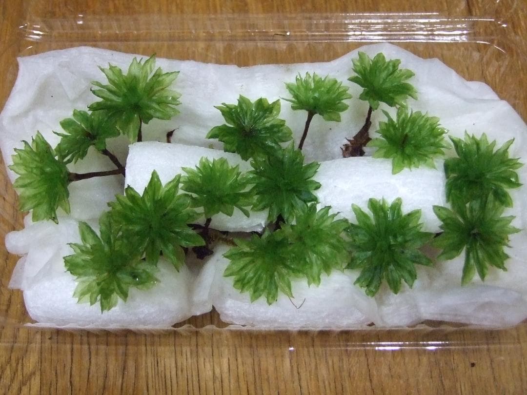 teru3　コケ各種4.5パレットとカサゴケ15本入2パック