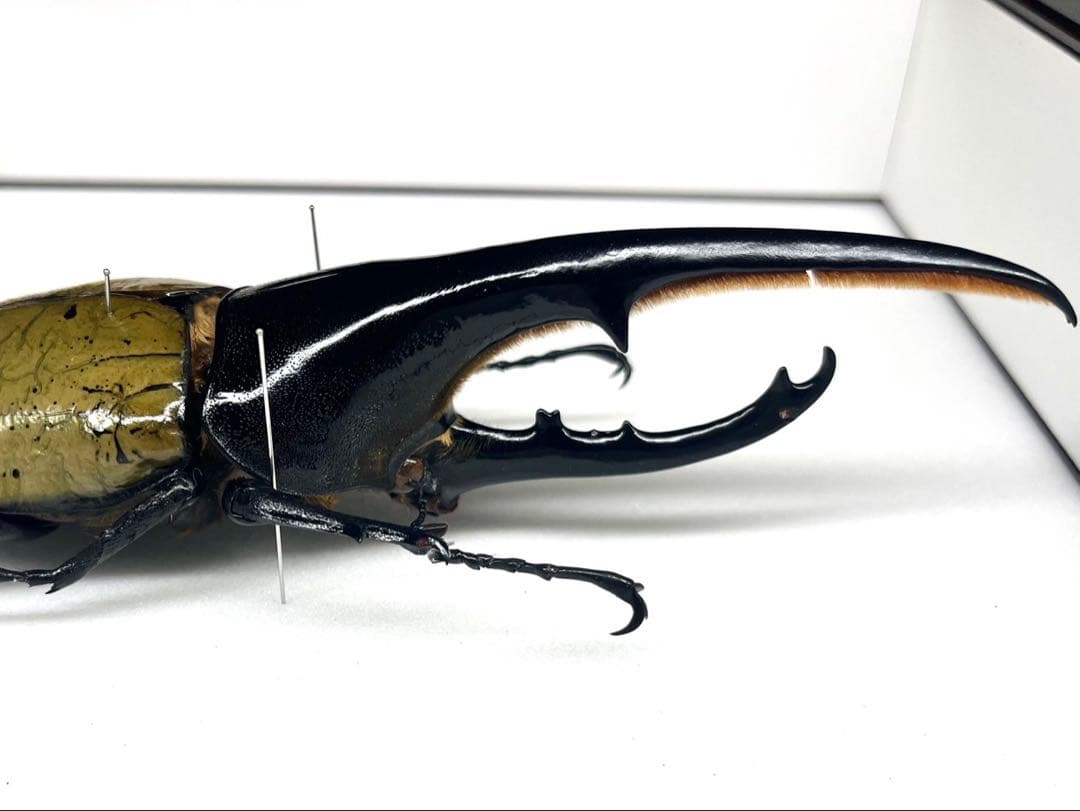 ヘラクレスオオカブト 148mm 標本