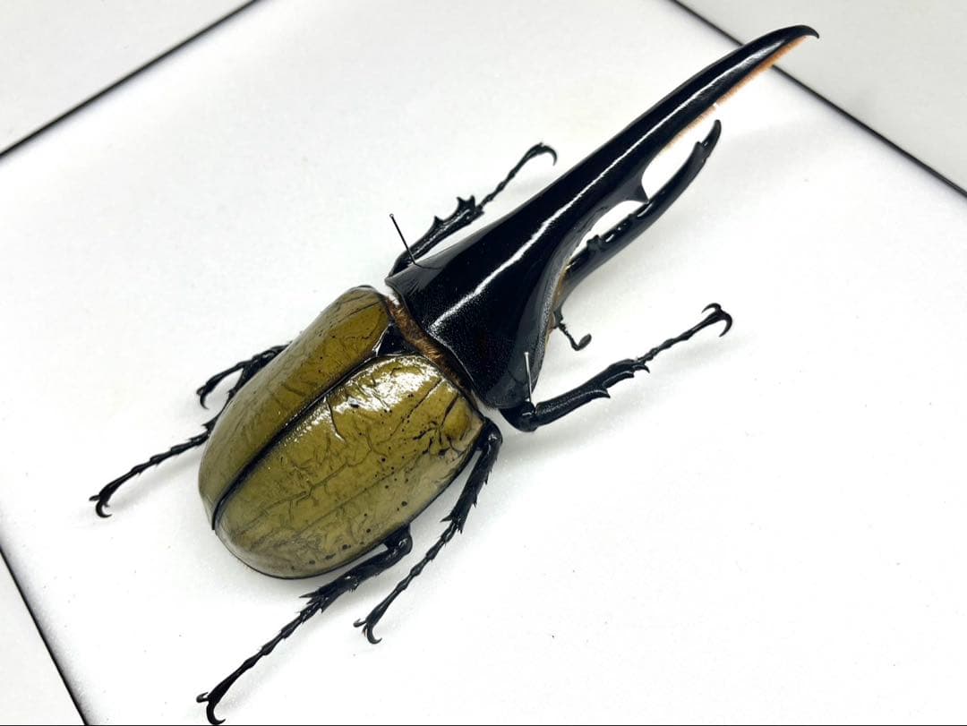 ヘラクレスオオカブト 148mm 標本