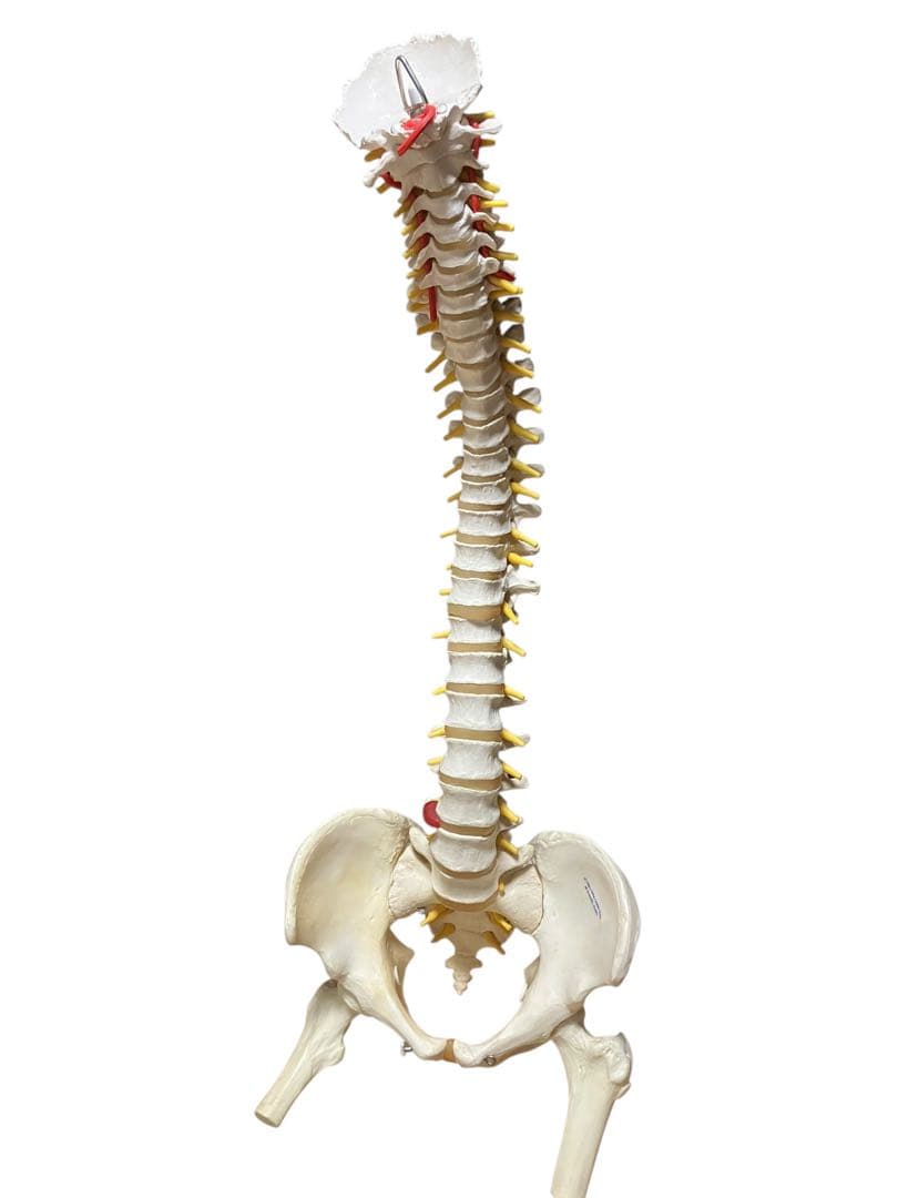 ドイツ製　等身大脊柱模型　脊柱可動型モデル　『3Ｂ　Scientific 』