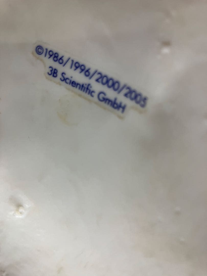 ドイツ製　等身大脊柱模型　脊柱可動型モデル　『3Ｂ　Scientific 』