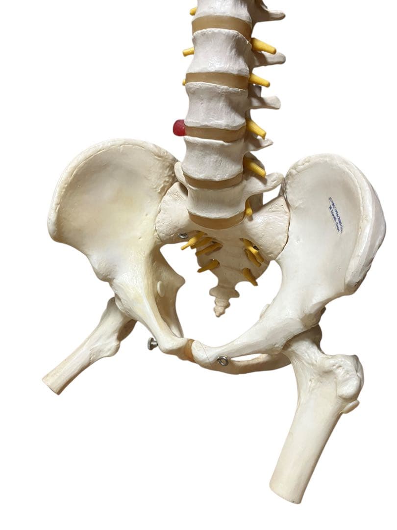 ドイツ製　等身大脊柱模型　脊柱可動型モデル　『3Ｂ　Scientific 』