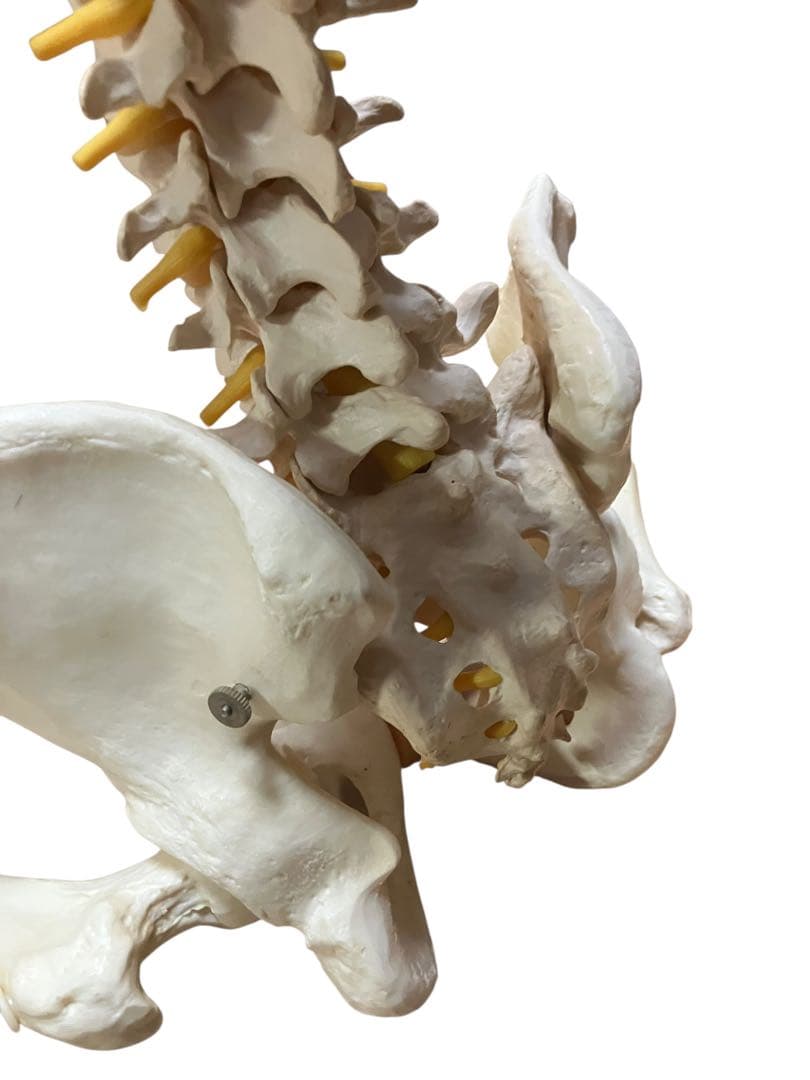 ドイツ製　等身大脊柱模型　脊柱可動型モデル　『3Ｂ　Scientific 』