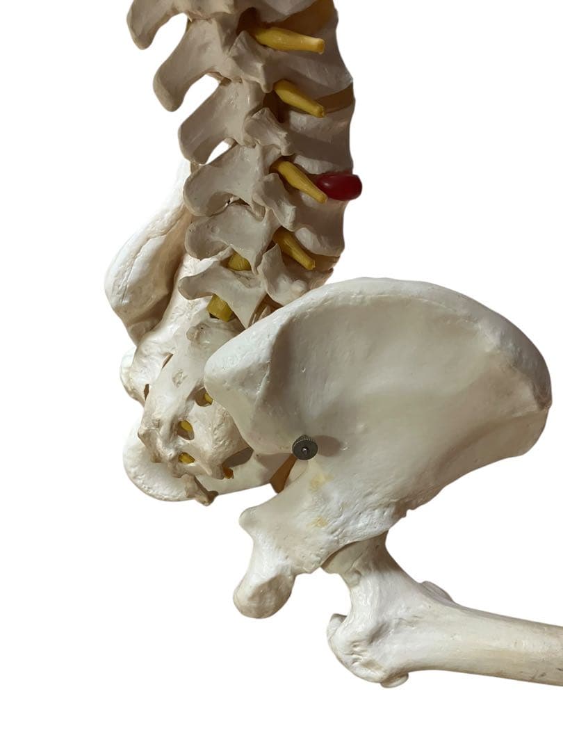 ドイツ製　等身大脊柱模型　脊柱可動型モデル　『3Ｂ　Scientific 』
