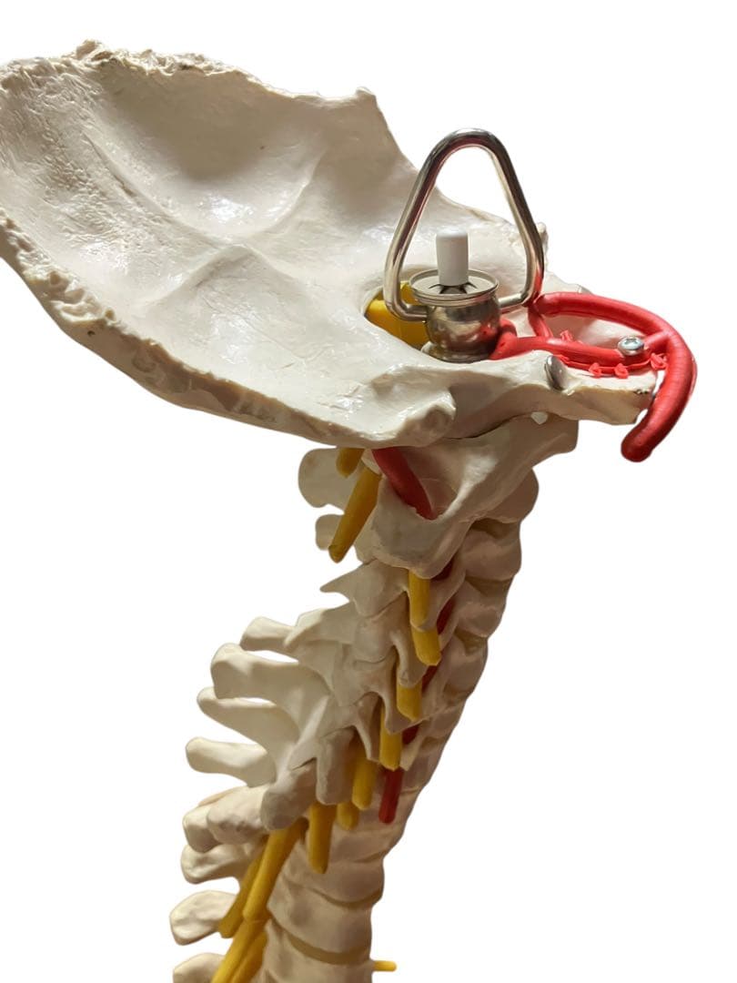 ドイツ製　等身大脊柱模型　脊柱可動型モデル　『3Ｂ　Scientific 』