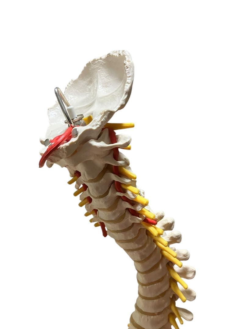 ドイツ製　等身大脊柱模型　脊柱可動型モデル　『3Ｂ　Scientific 』