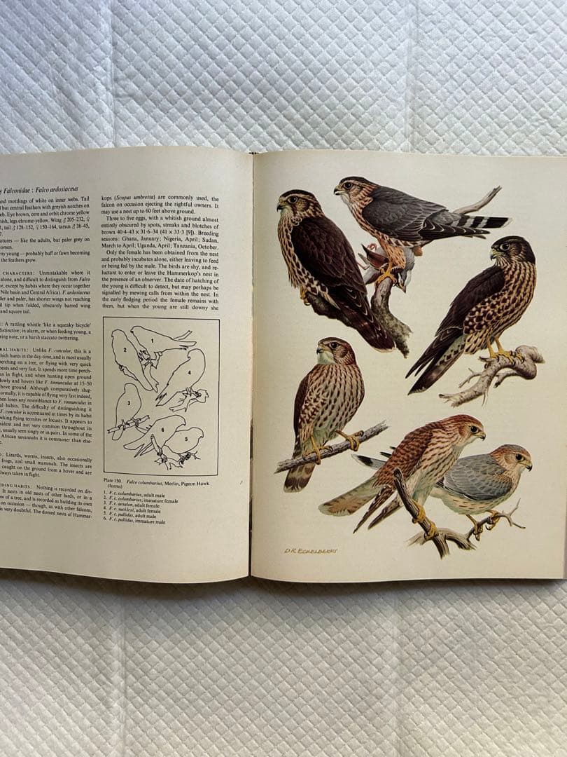 洋書 Eagles Hawks and Falcons of the World