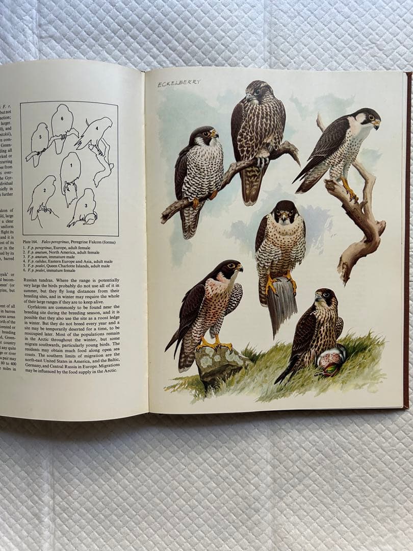 洋書 Eagles Hawks and Falcons of the World