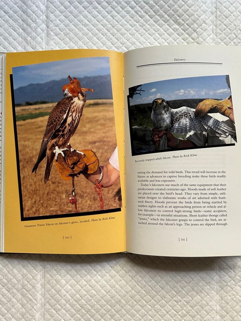 洋書 Eagles Hawks and Falcons of the World