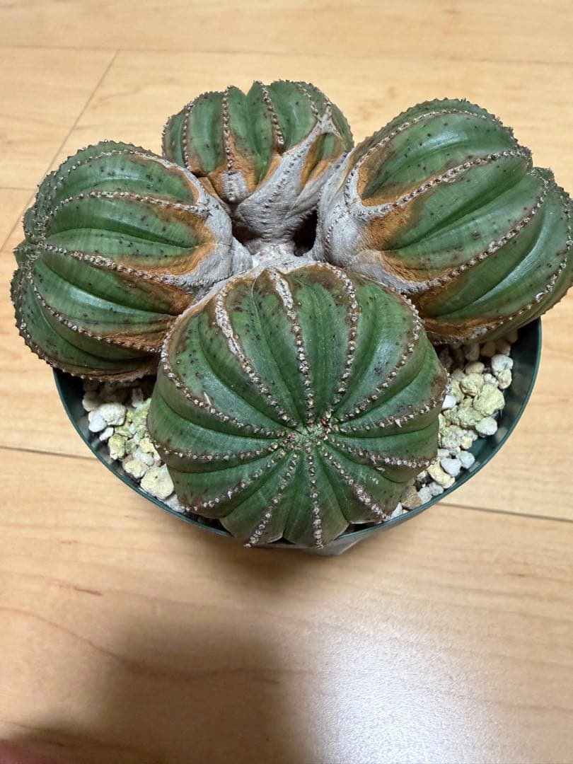 オベサ　厳選　コレクション株　4頭　白質　木質化