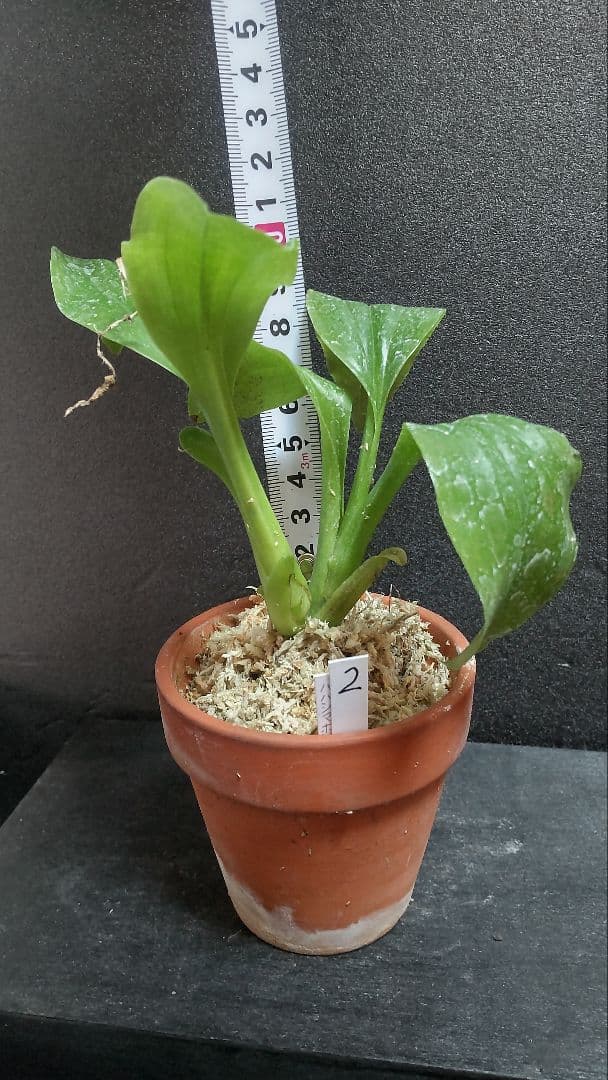 も*ん様 山野草・ホザキラン(希少種！ホザキラン)