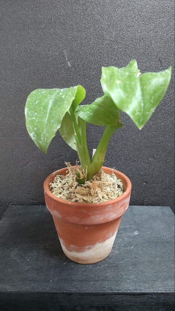 も*ん様 山野草・ホザキラン(希少種！ホザキラン)