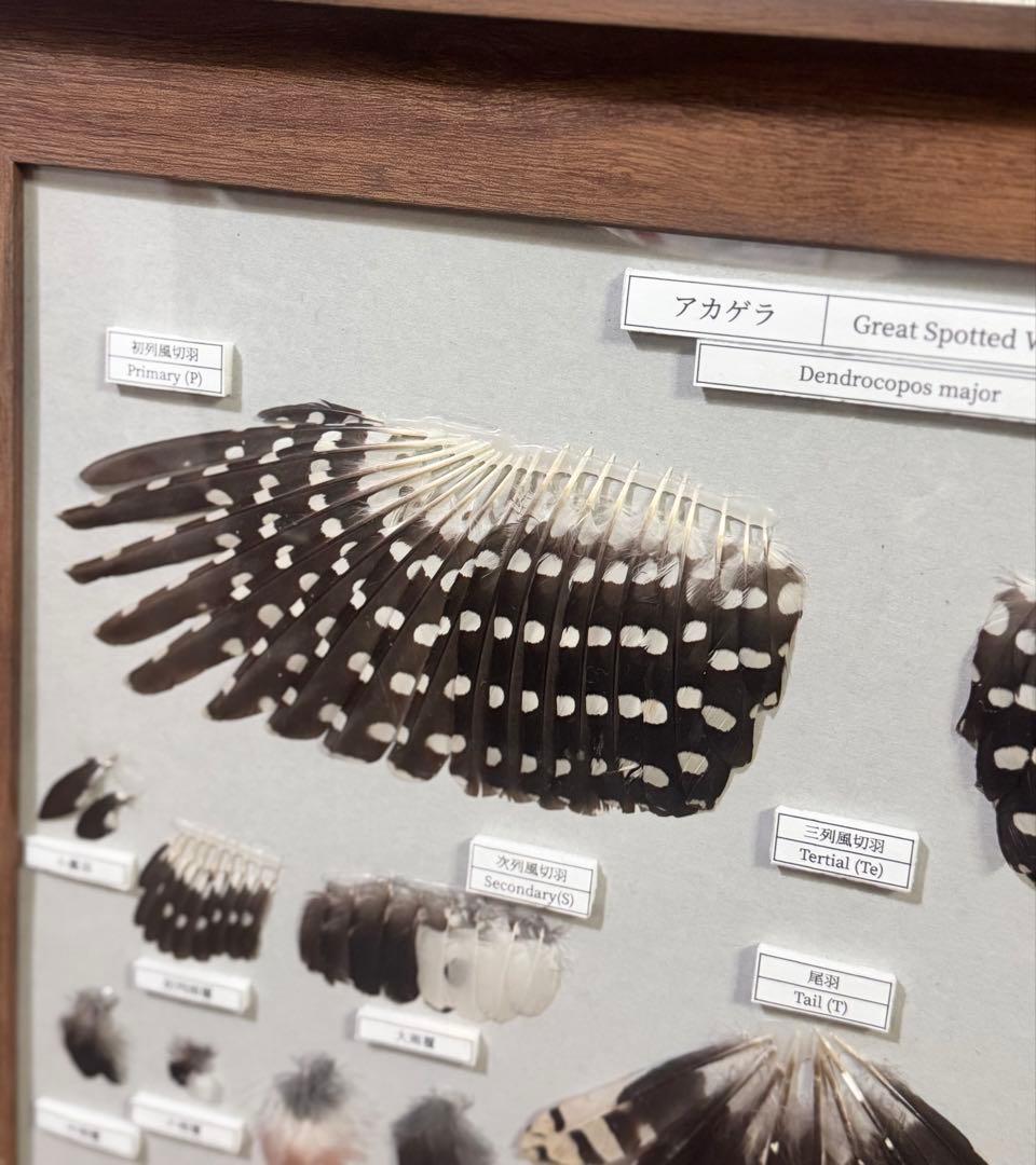 野鳥 鳥 羽根　アカゲラの羽標本