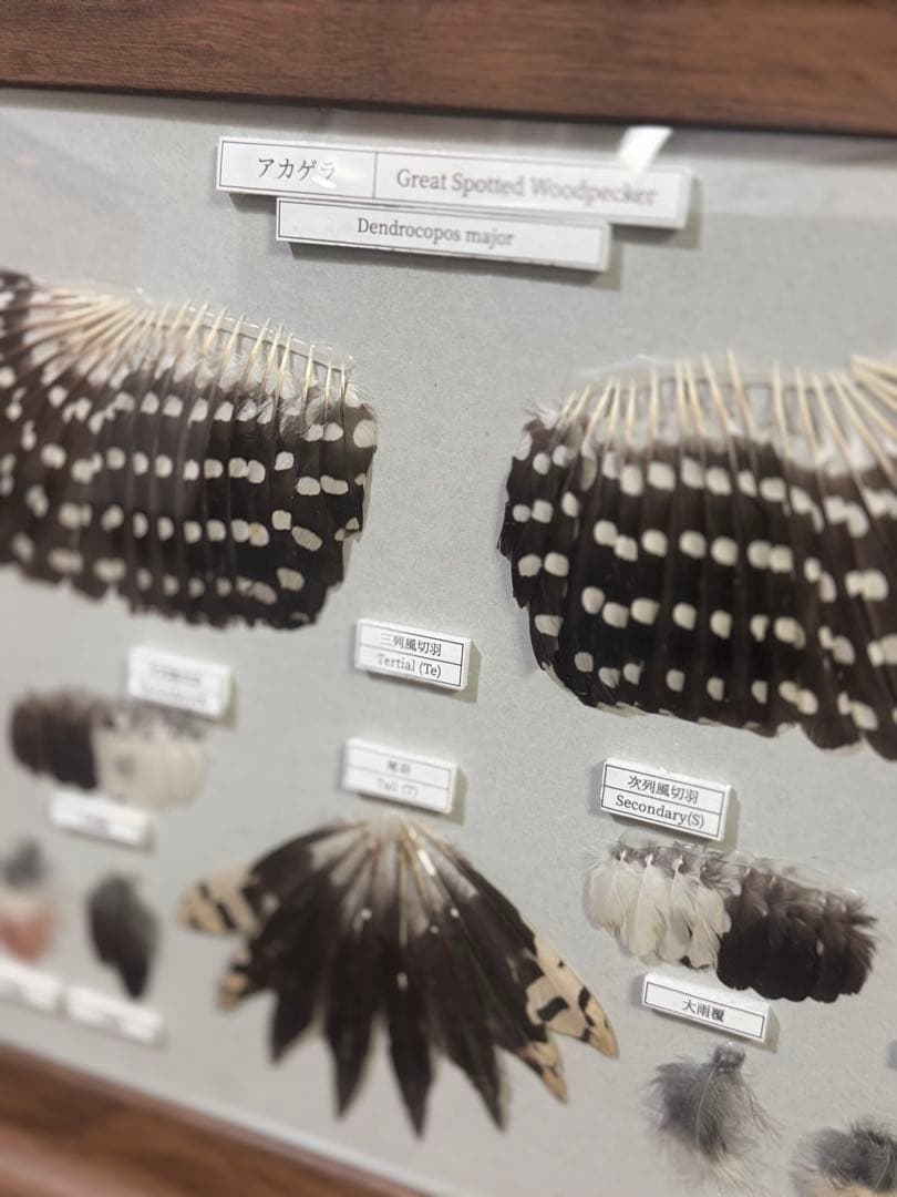 野鳥 鳥 羽根　アカゲラの羽標本