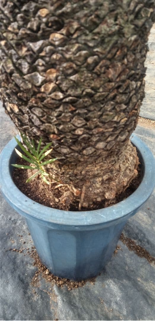 大株主のソテツ 10号プラ鉢(紺色) 高さ(鉢底から1m5cm程)